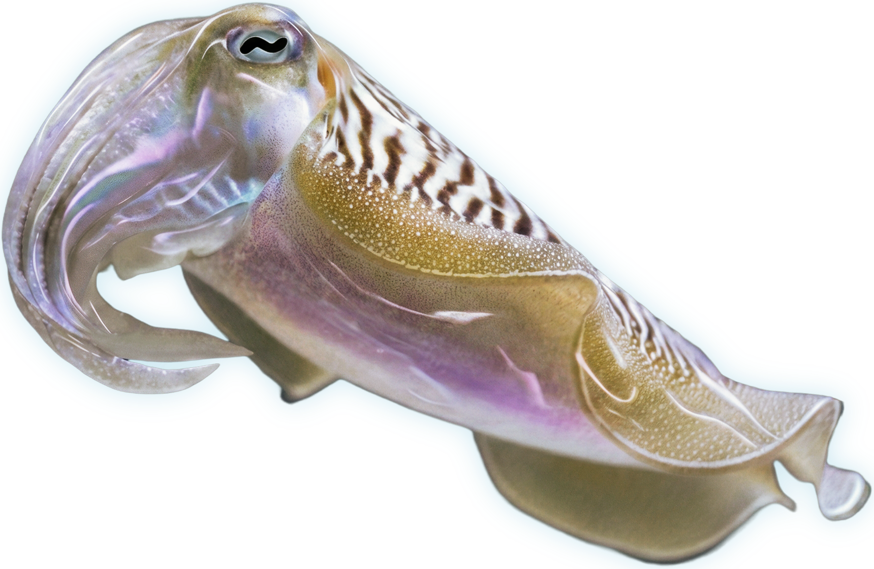 Cuttlefish